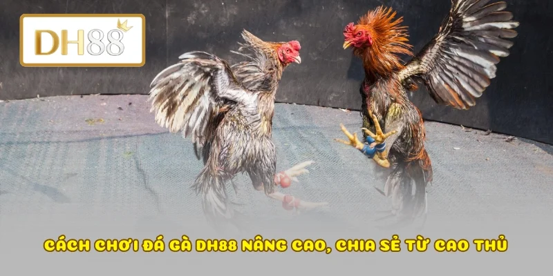 Cách chơi đá gà DH88 nâng cao, chia sẻ từ cao thủ