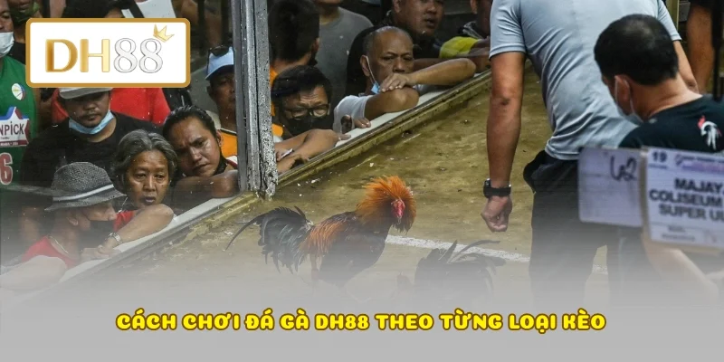 Cách chơi đá gà DH88 theo từng loại kèo
