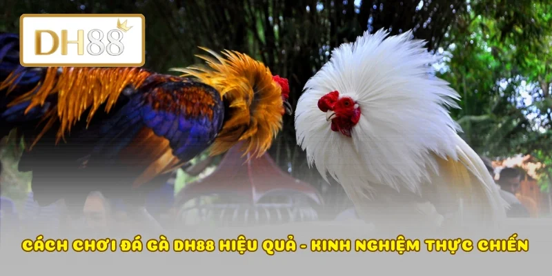 Cách Chơi Đá Gà DH88 Hiệu Quả - Kinh Nghiệm Thực Chiến