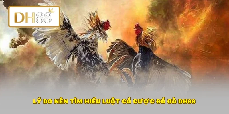 Lý do nên tìm hiểu luật cá cược đá gà DH88