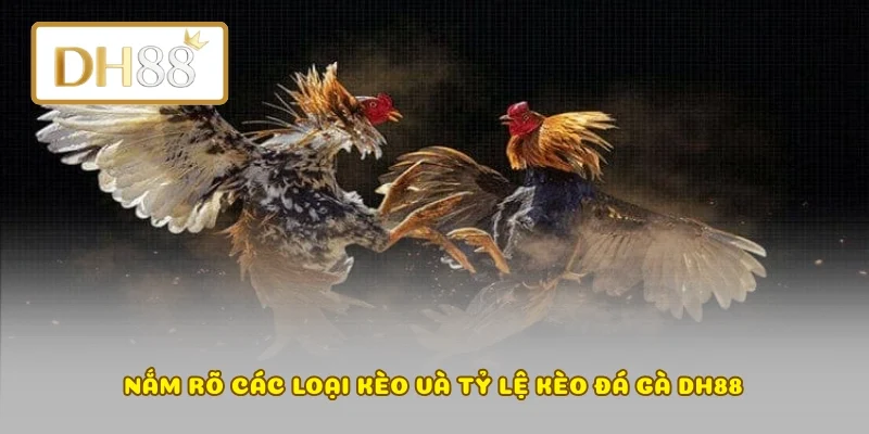 Nắm rõ các loại kèo và tỷ lệ kèo đá gà DH88