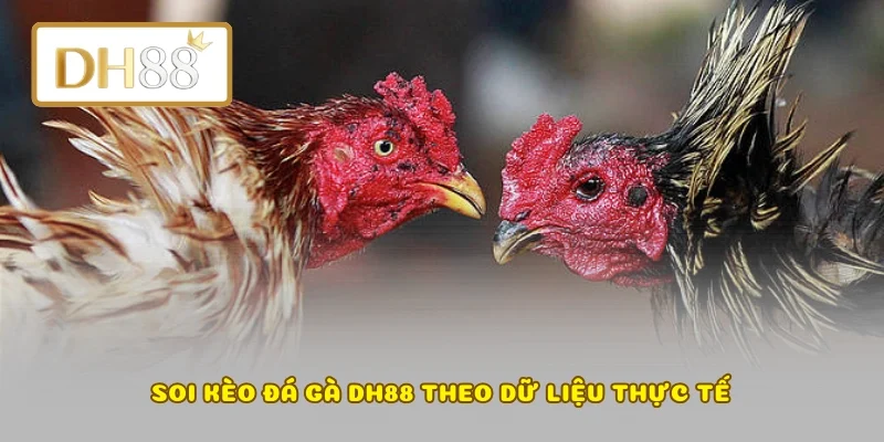 Soi kèo đá gà DH88 theo dữ liệu thực tế
