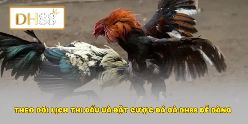 Theo dõi lịch thi đấu và đặt cược đá gà DH88 dễ dàng