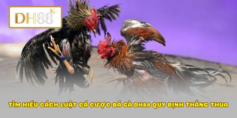 Tìm hiểu cách luật cá cược đá gà DH88 quy định thắng thua