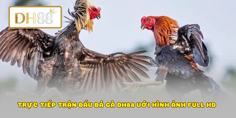 Trực tiếp trận đấu đá gà DH88 với hình ảnh Full HD