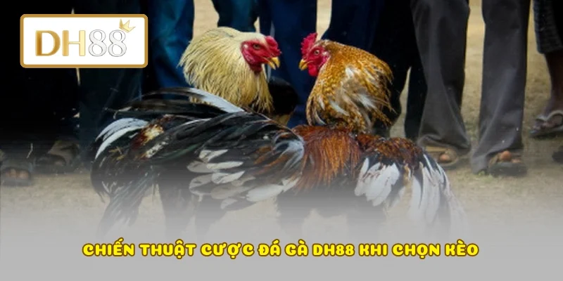 Chiến thuật cược đá gà DH88 khi chọn kèo