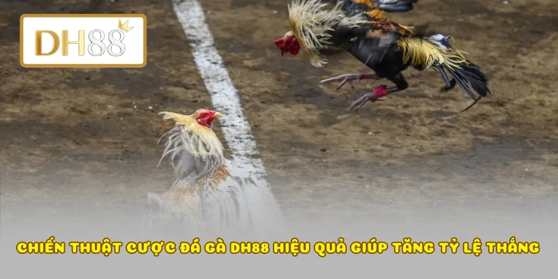 Chiến Thuật Cược Đá Gà DH88 Hiệu Quả Giúp Tăng Tỷ Lệ Thắng