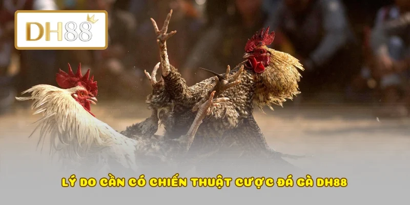 Lý do cần có chiến thuật cược đá gà DH88