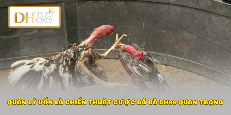 Quản lý vốn là chiến thuật cược đá gà DH88 quan trọng